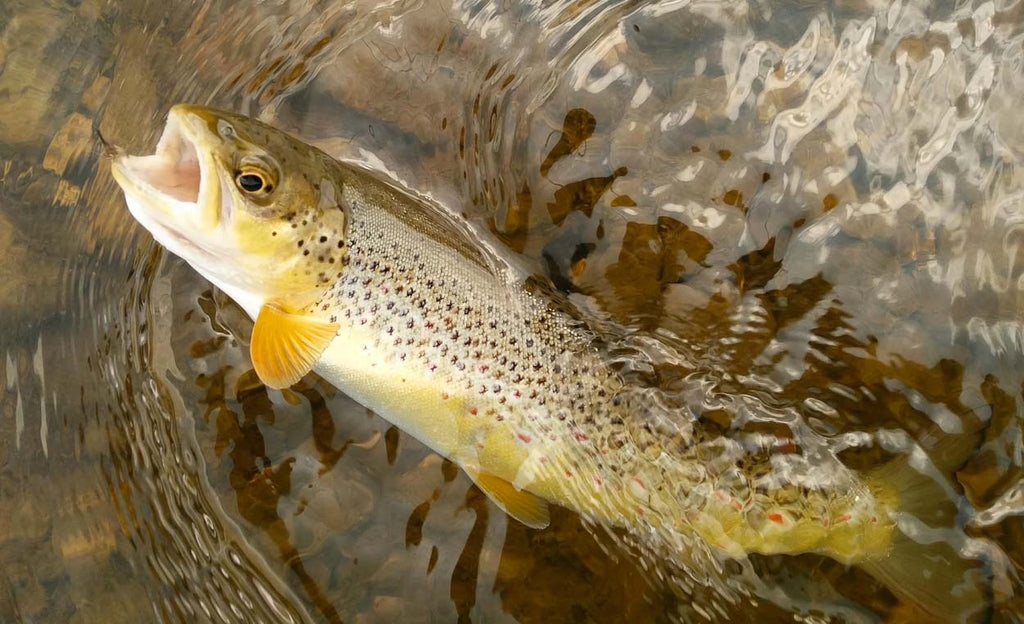 Brown Trout River Eden | Sunray mikro tynne fluesiner