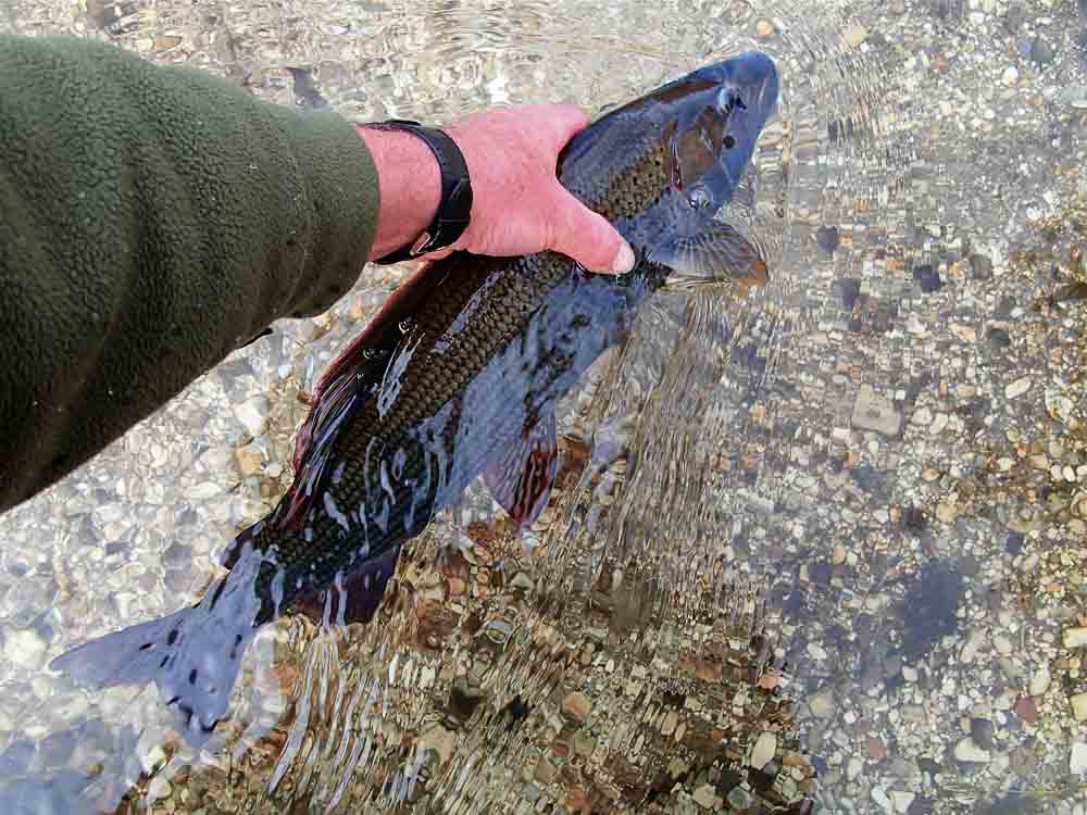 Large grayling on IOBO Humpy