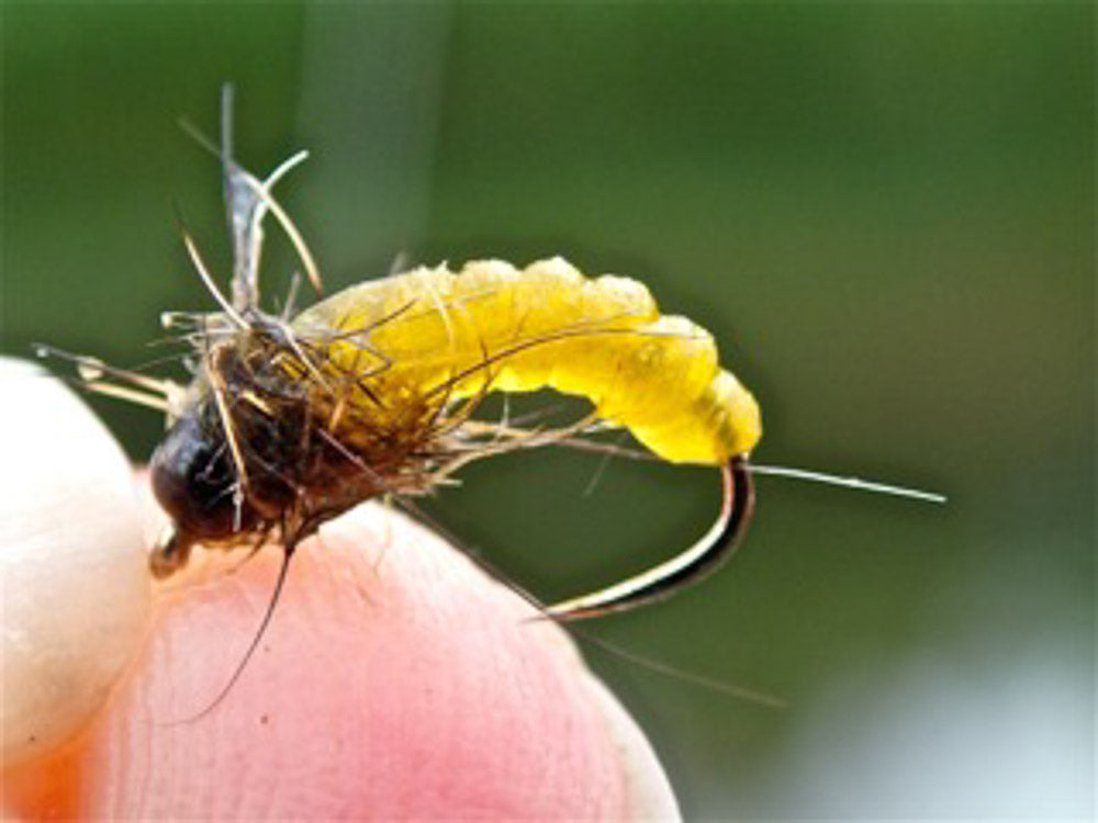 Yellow Catgut Caddis Pupa