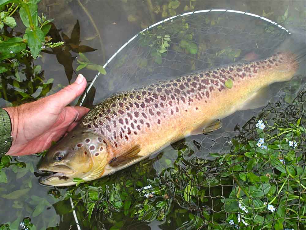 Fly Fishing for Big, Wild Brown Trout on Chalk Streams. - Sunray