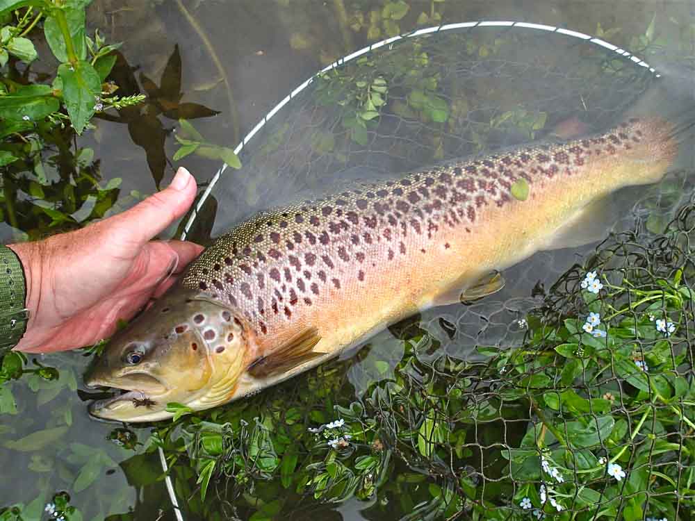 Brown Trout