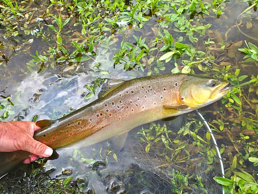 Flyfishing Ireland,dry fly for wild brown trout. 