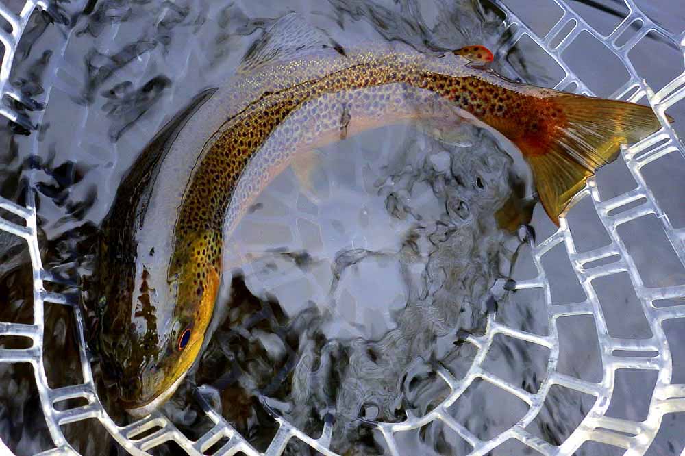 Brown trout fishing