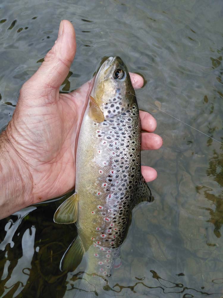 Brown trout on dry fly