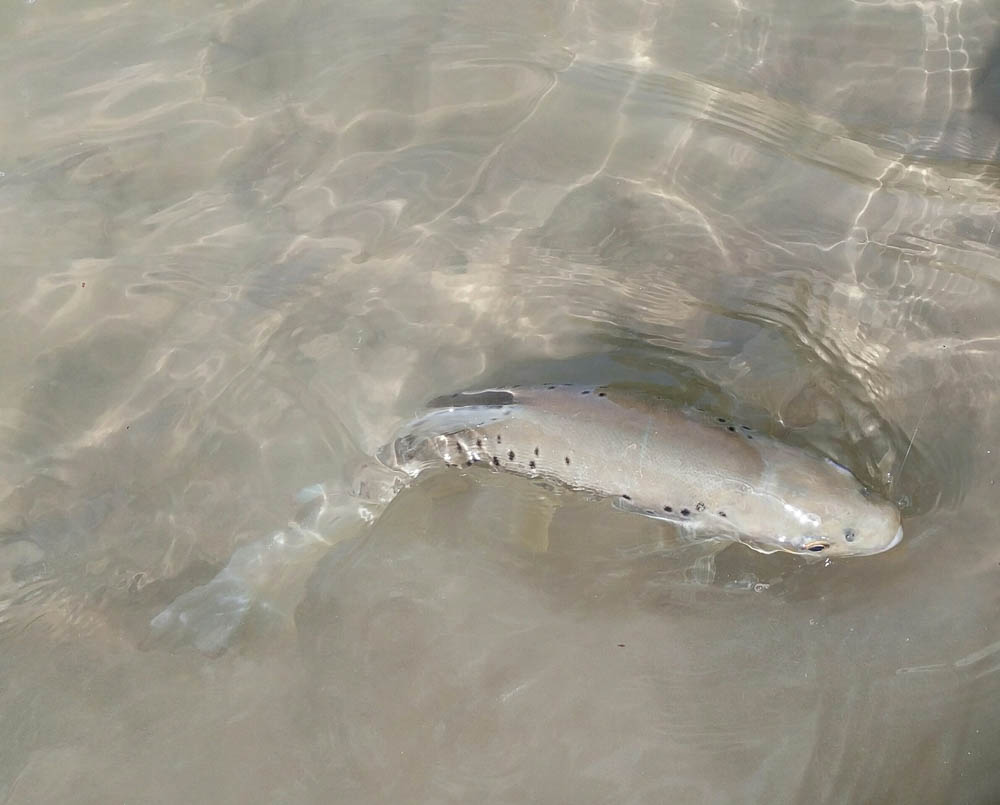 Brown trout fishing in France