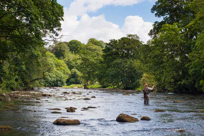 River Eden wild trout