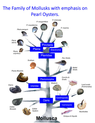 Mollusk Phillogeny and Pearl Oyster Lineage