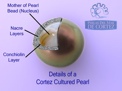 Cross Section of a Cortez Cultured Pearl