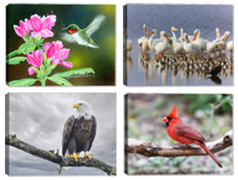 All Bird Images