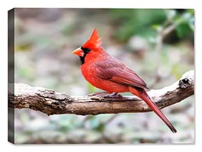 Weatherproof Photo of a Male Cardinal