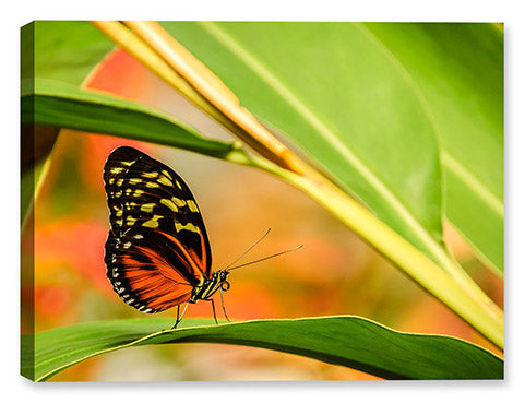 Butterfly Images on Canvas