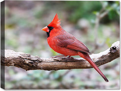 Featured Canvas Wrapped Image of an Adult Male Cardinal