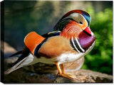 Canvas Print of a Wood Duck