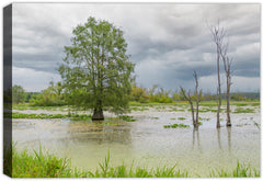 Canvas Wrap with a scene of Cypress Tree in the Water