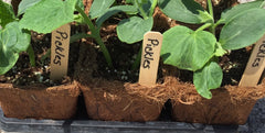 cucumber seedlings growing in cocofiber pots with wooden tags
