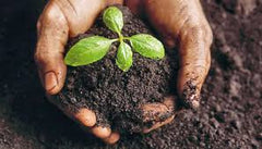 healthy garden soil