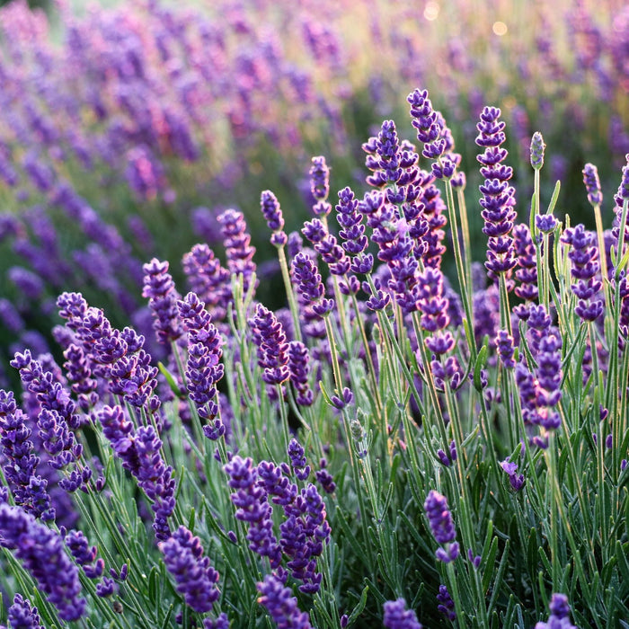 Image of Hidcote lavender plant with leaves and flowers