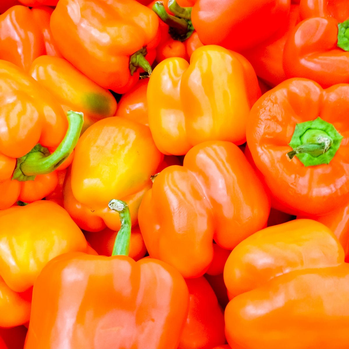 Image of Orange bell pepper early summer