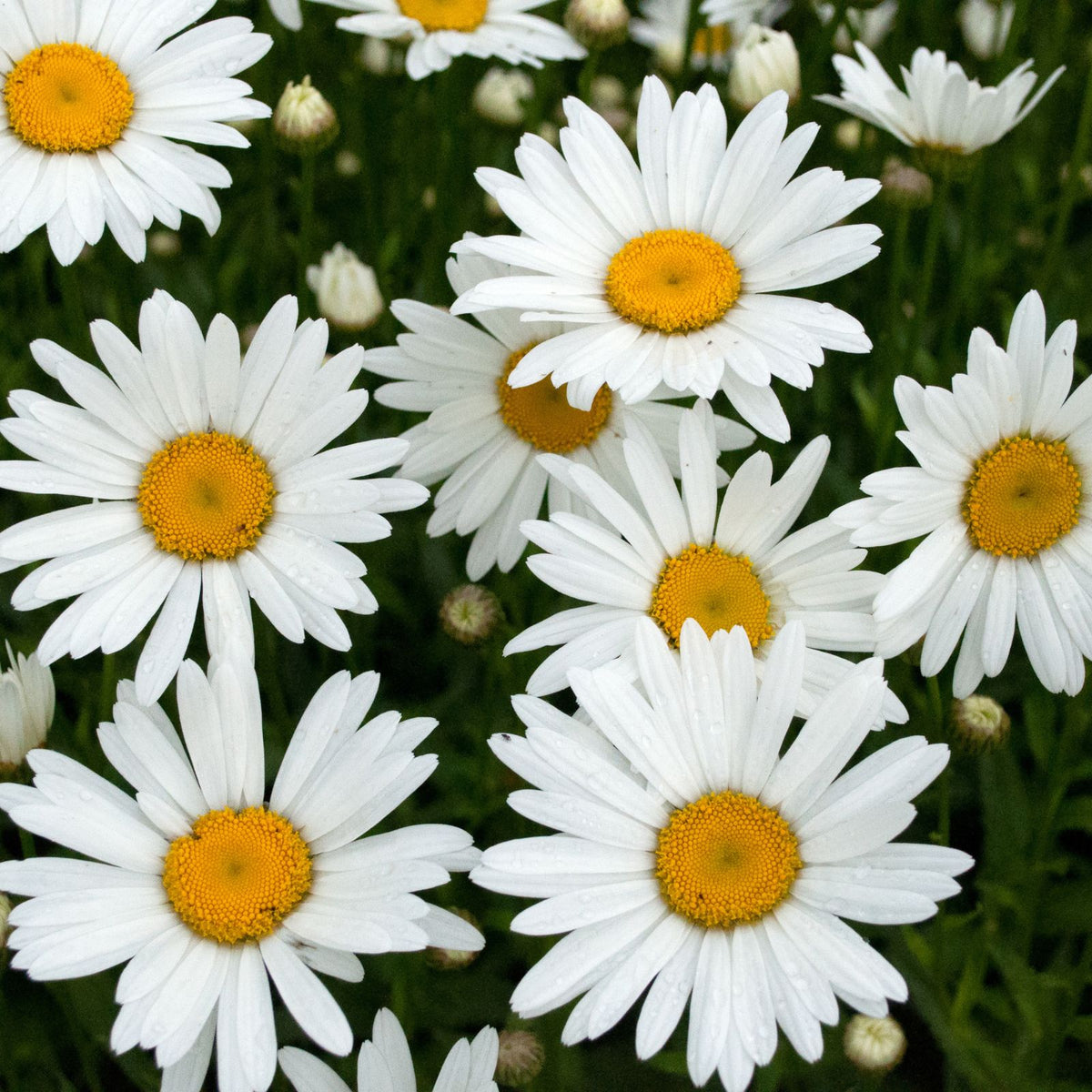 Image of Shasta daisy hardy perennial flower