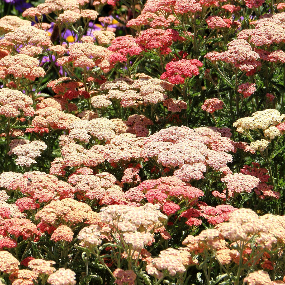 Image of Yarrow summer blooming perennial