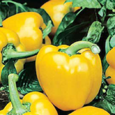 Clovers Garden California Wonder Bell Pepper Plant - Non-GMO - Two (2) Live Plants - Not Seeds - Each 4 to 7 Tall - in 3.5 inch Pots - Clovers Garde