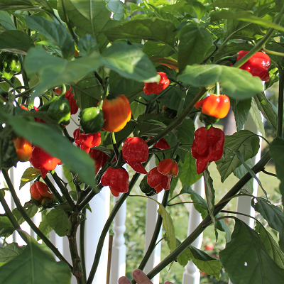 HOTTEST Pepper! Carolina Reaper Pepper Plants | Clovers Garden