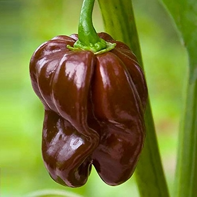 Chocolate Habanero Pepper Plant | Clovers Garden