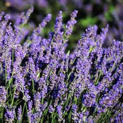 English Lavender (Lavandula) Hidcote Blue, Two Live Herb Plants