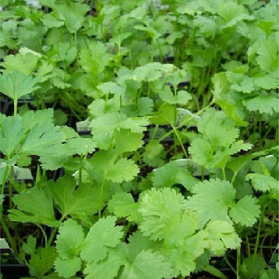 Image of Cilantro herb to plant in summer