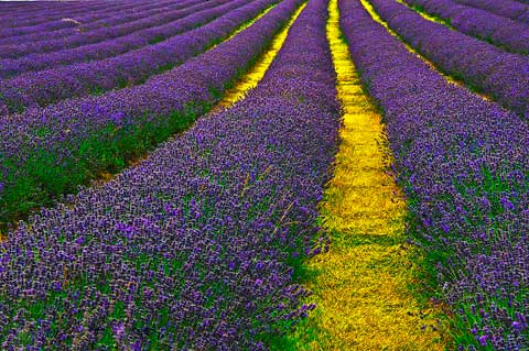 Lavender Fields