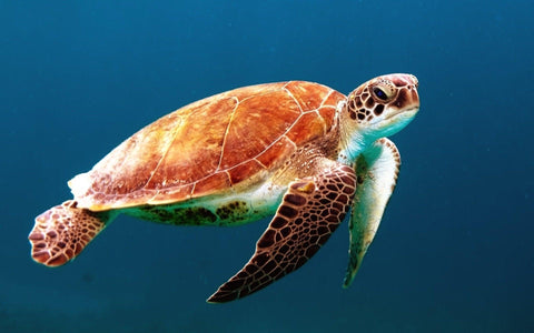 A Sea Turtle With a Plastic Straw Stuck Up Its Nose Has Some