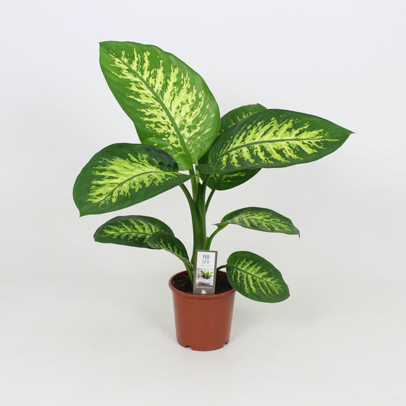 Dieffenbachia Varieties Teleplants