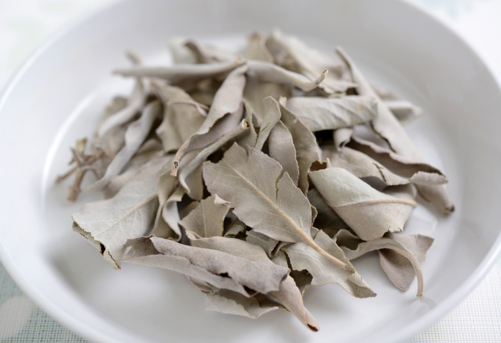 The cultural usage of White Sage