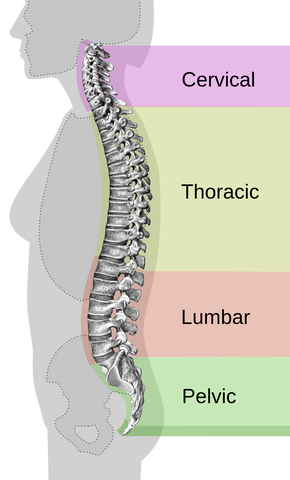 The various areas of the neck, back, lumbar and pelvic areas of the back, from Wikipedia