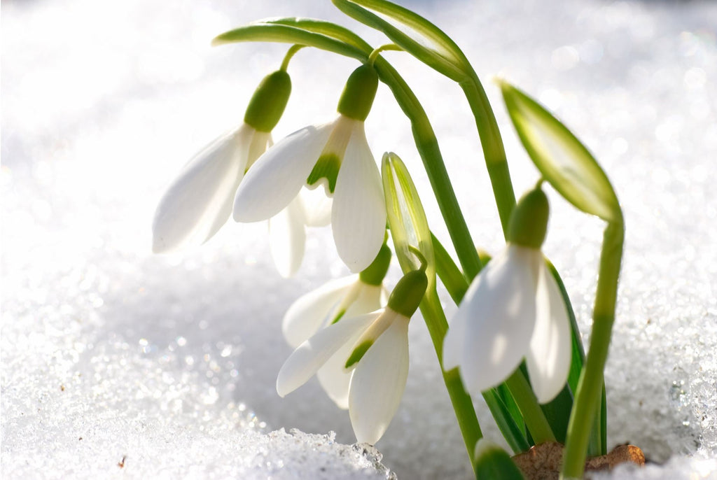 snow crocus early spring flower in bloom