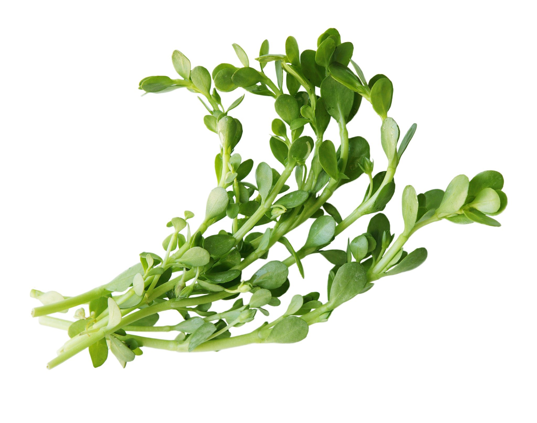 Bacopa