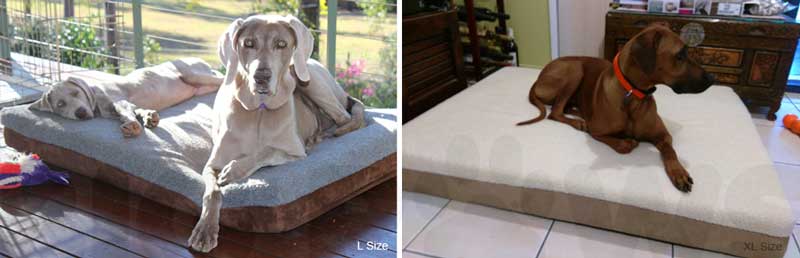 Big Paws Dog Beds Customer Photos
