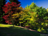 colorful maple trees in fall colors