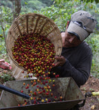 Fair Trade Organic Farmer Hulling Coffee Cherries