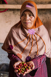 Fair Trade Farmer Holding Coffee Cherries