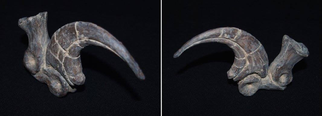 How to Paint Raptor Claws like Real Fossils – Triassica
