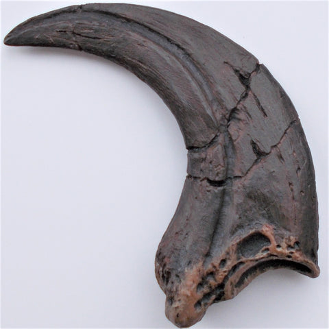 real raptor claw for sale