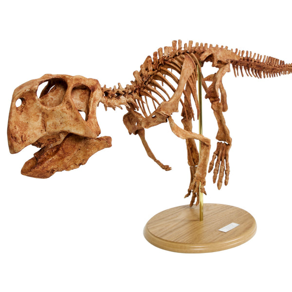 Psittacosaurus-dinsosaur-fossil-skeleton