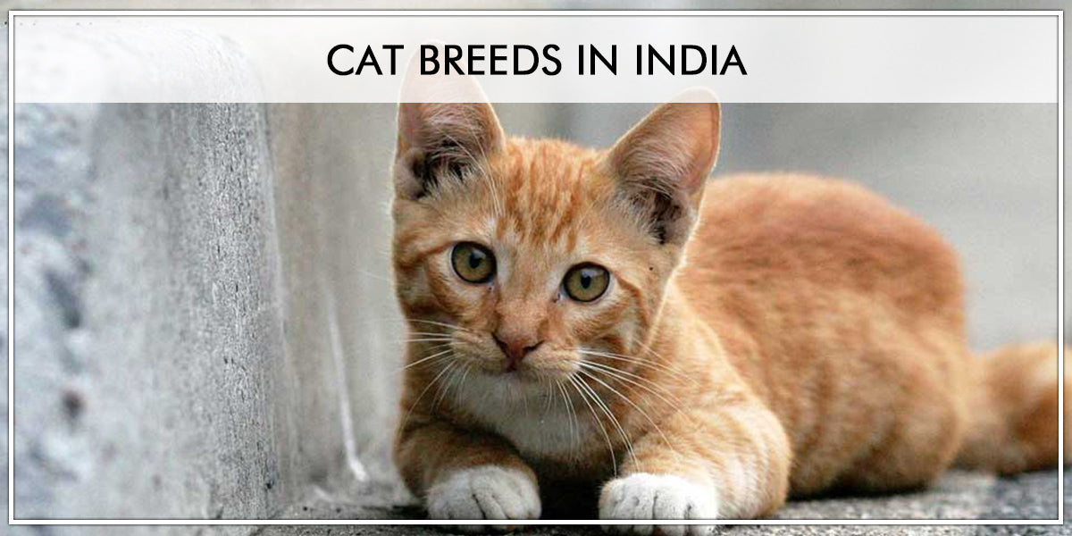 International Cat Day: Most friendly cat breeds that also bond well with  dogs - Hindustan Times