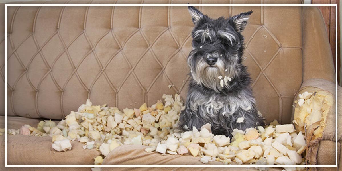 A GUIDE TO CHOOSING SAFE CHEW TOYS FOR DOGS