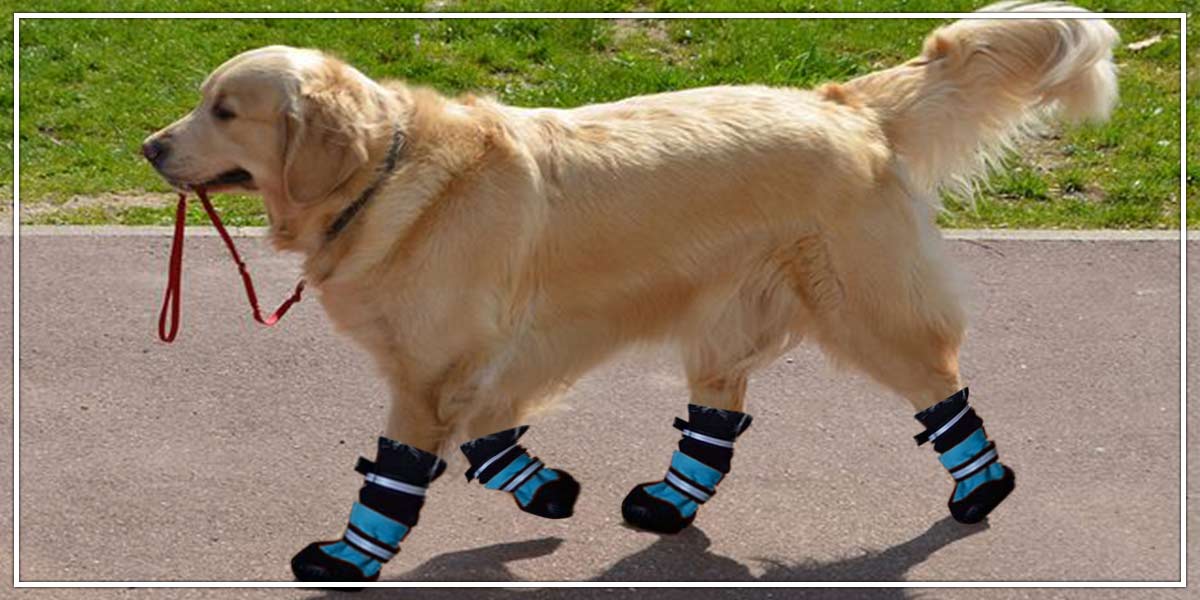 Important reasons your dog needs shoes for dogs – Pawsindia
