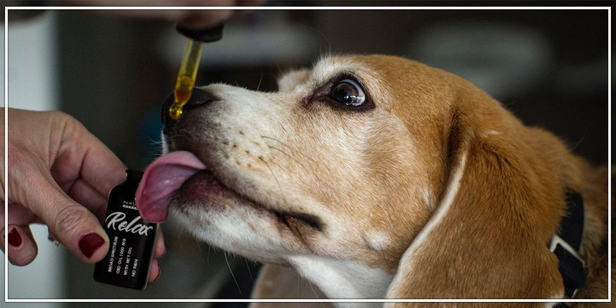 Hemp vs CBD oil For Dogs