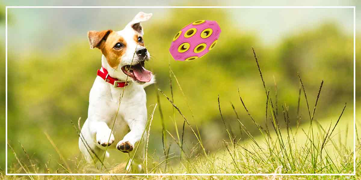 6 INTERACTIVE DOG TOYS FOR BUSY PET OWNER – Pawsindia
