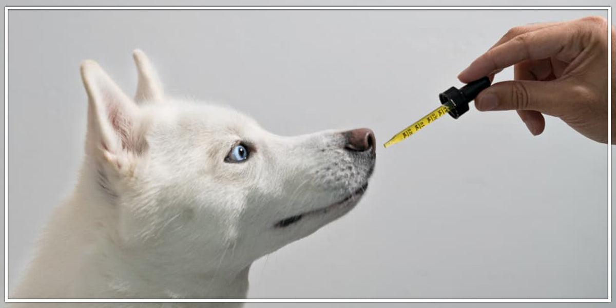 Cbd oil for Pets