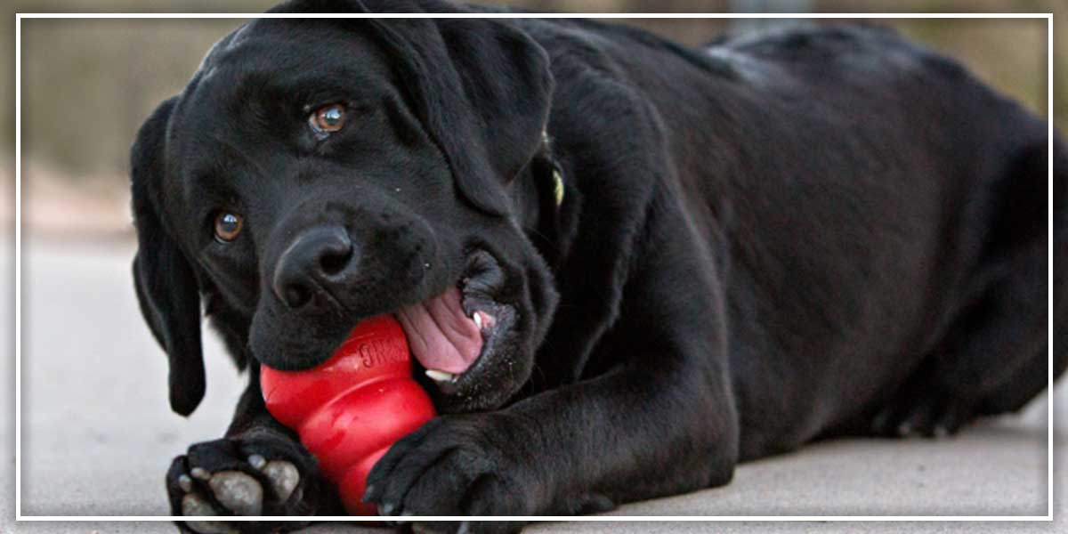 A guide to choosing safe chew toys for dogs – Pawsindia